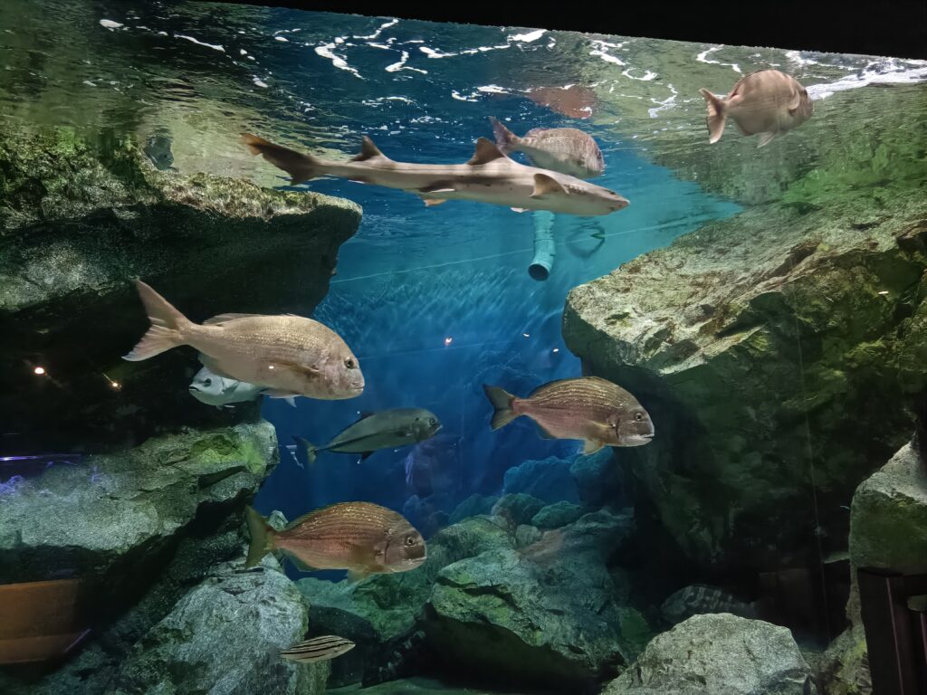 碧南海浜水族館