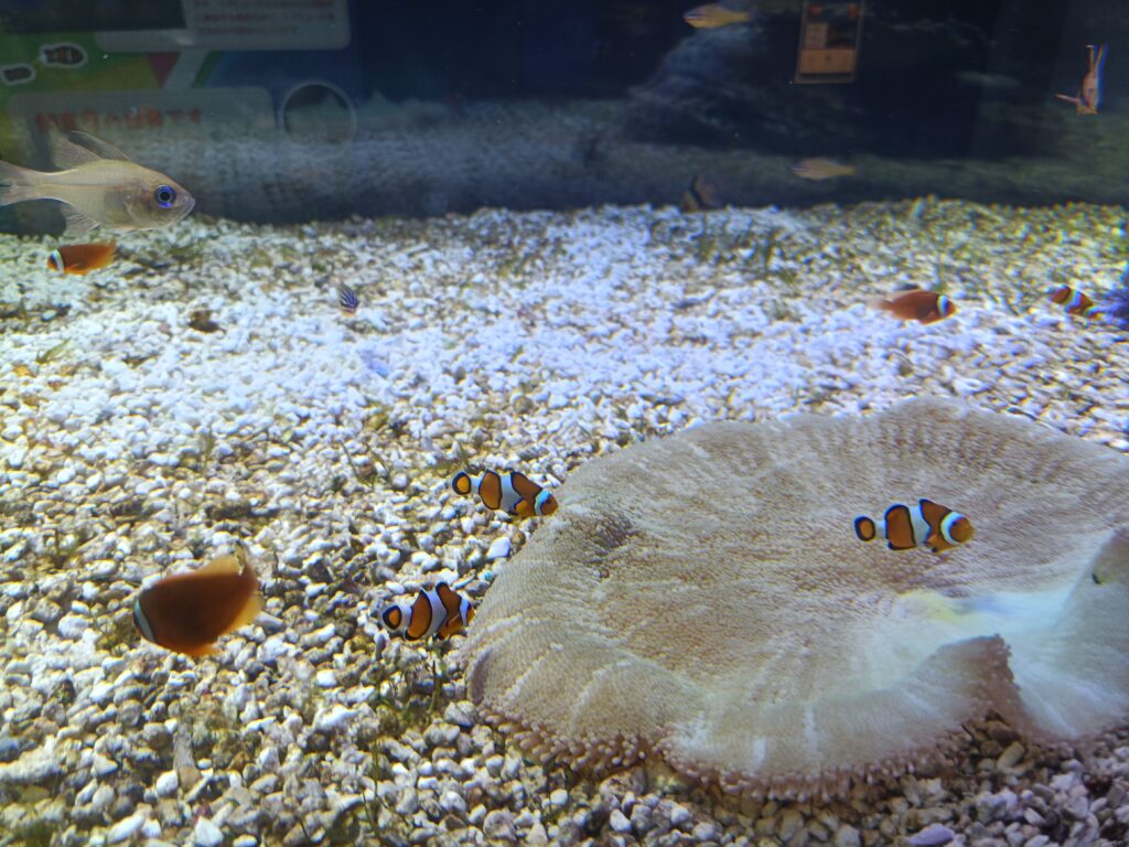 碧南海浜水族館