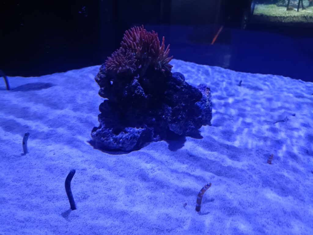 碧南海浜水族館