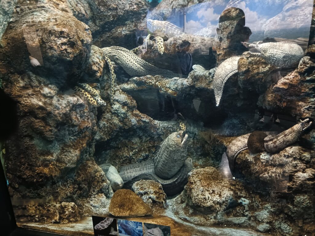 碧南海浜水族館