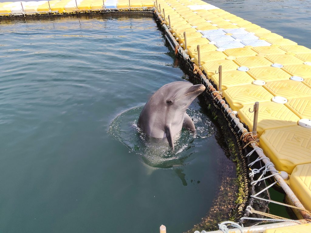 日間賀島