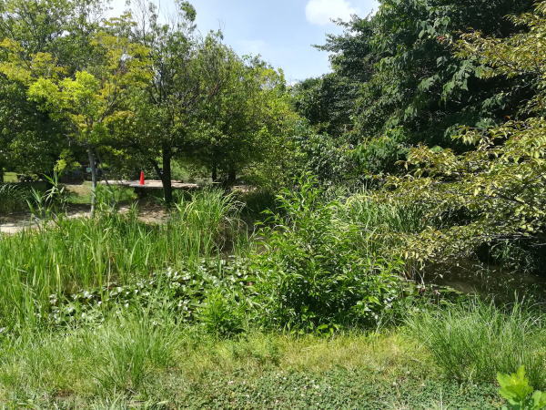 岩倉市自然生態園