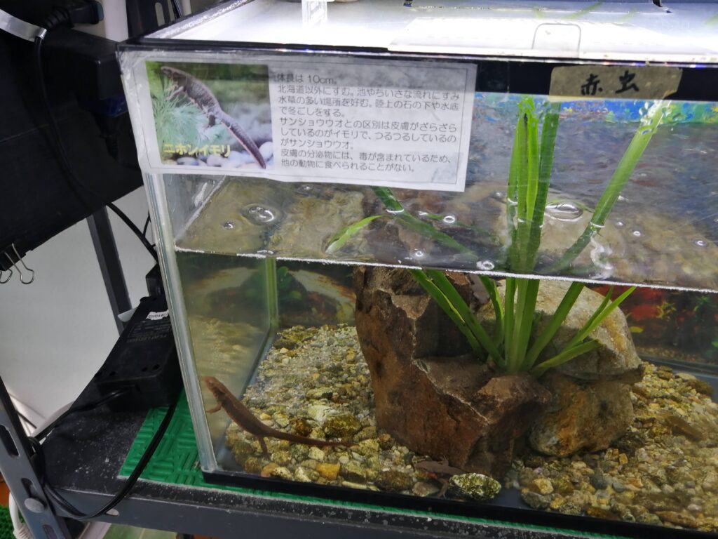 アクア東条