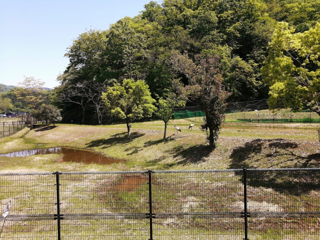 コウノトリの郷公園