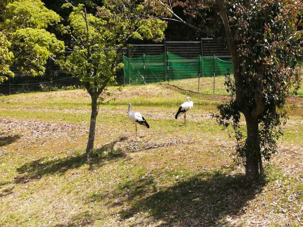 コウノトリの郷公園