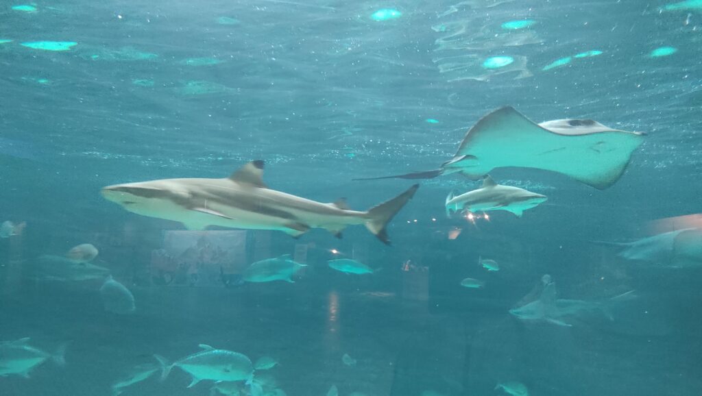 須磨海浜水族園