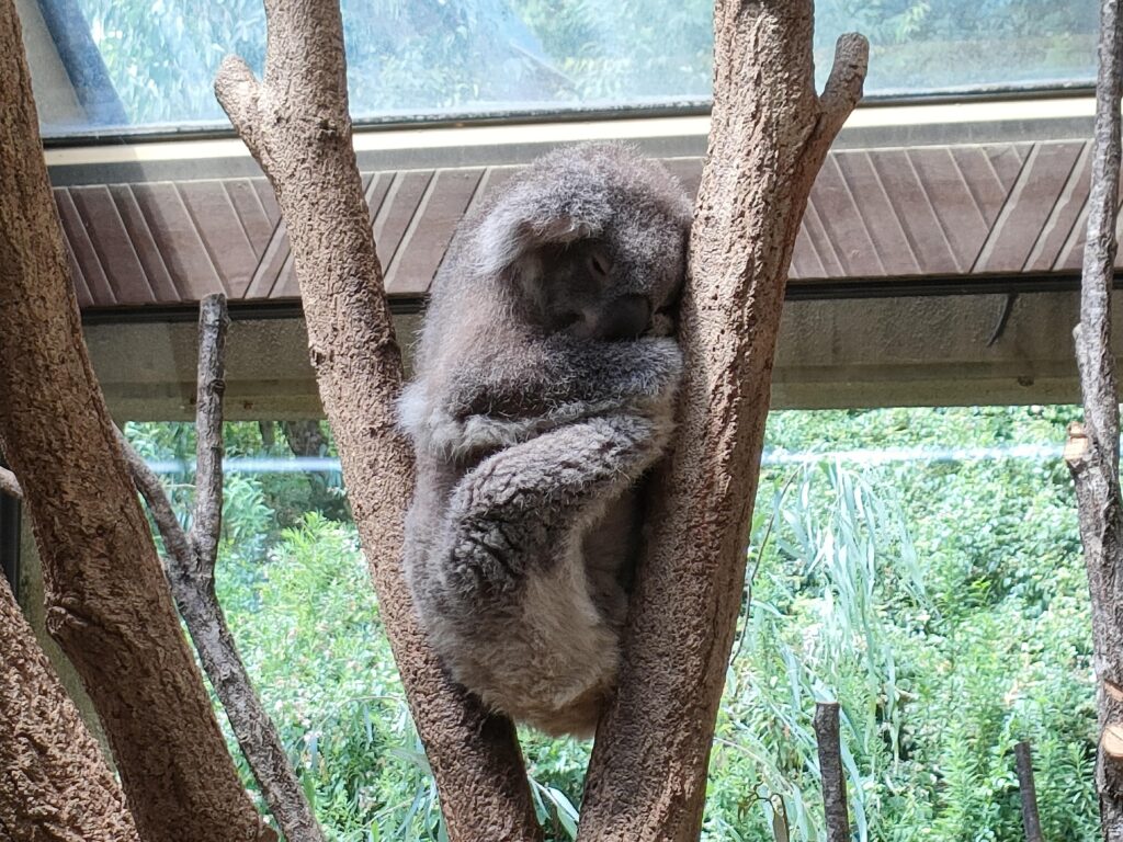 神戸市王子動物園