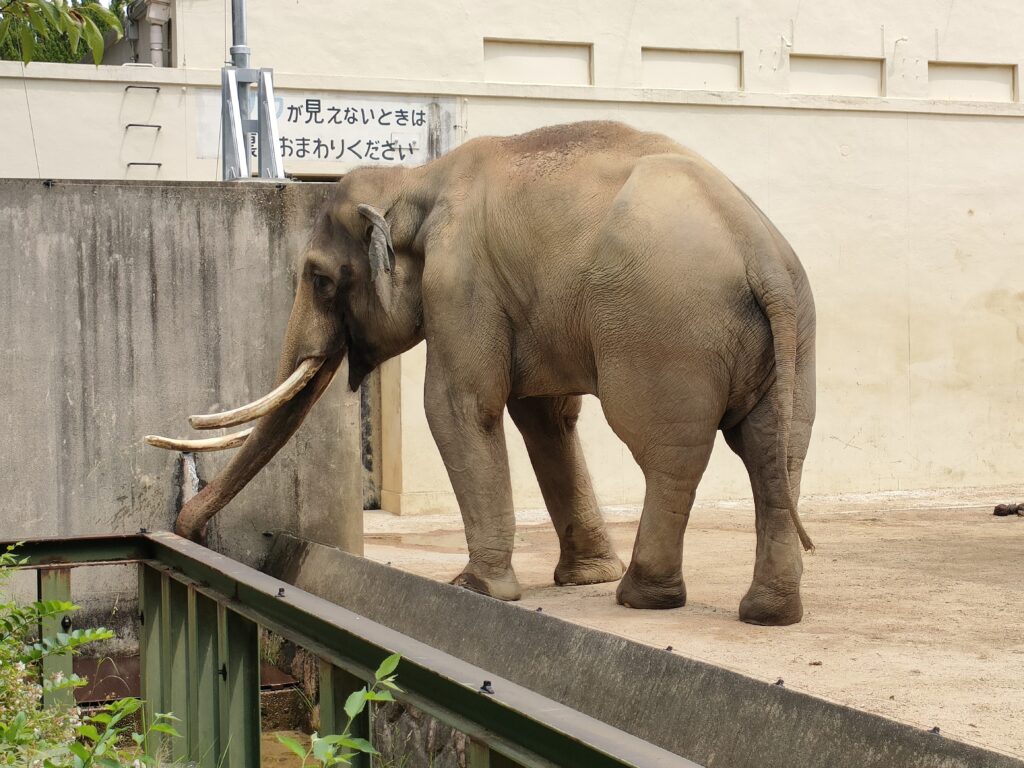 神戸市王子動物園