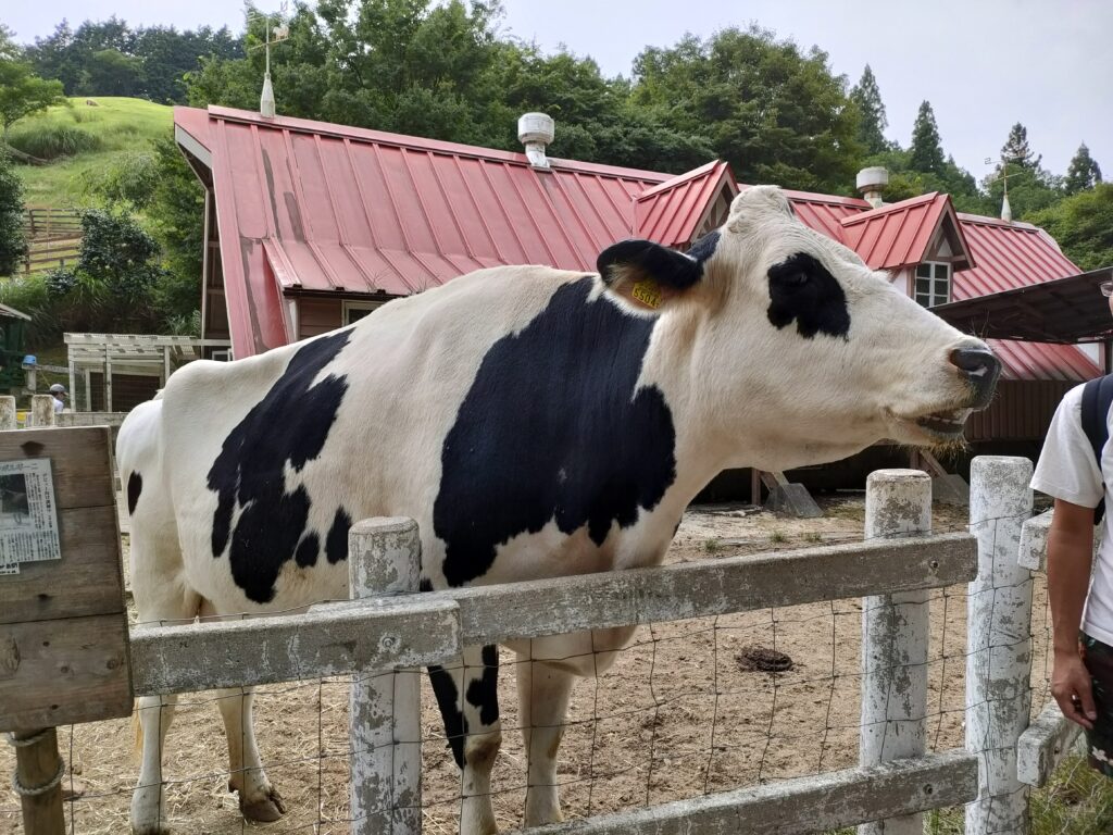 六甲山牧場