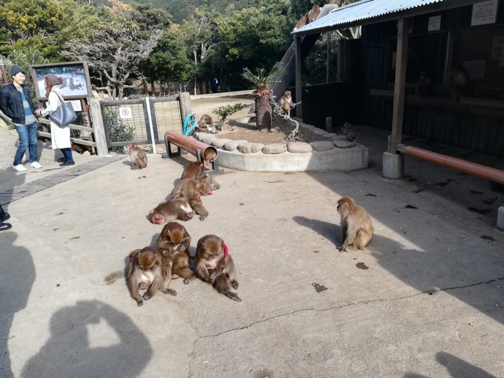 淡路島モンキーセンター