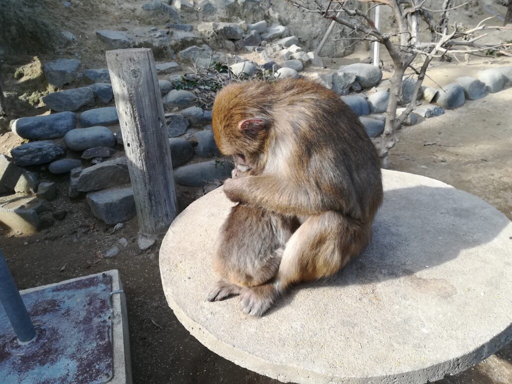 淡路島モンキーセンター