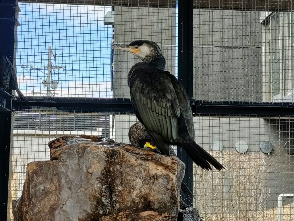 長良川うかいミュージアム