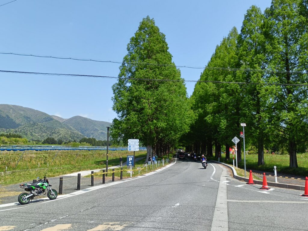 メタセコイヤ並木