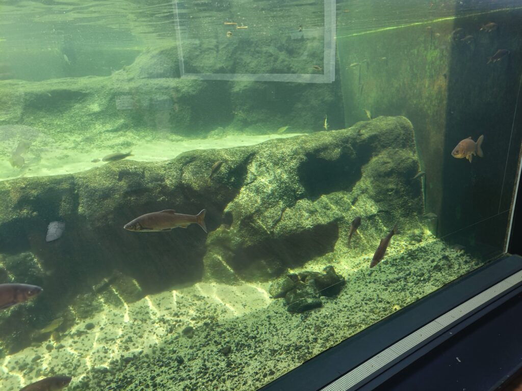 琵琶湖博物館