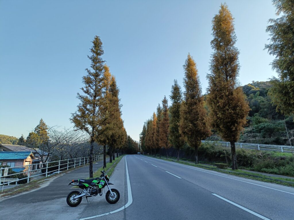 メタセコイア並木