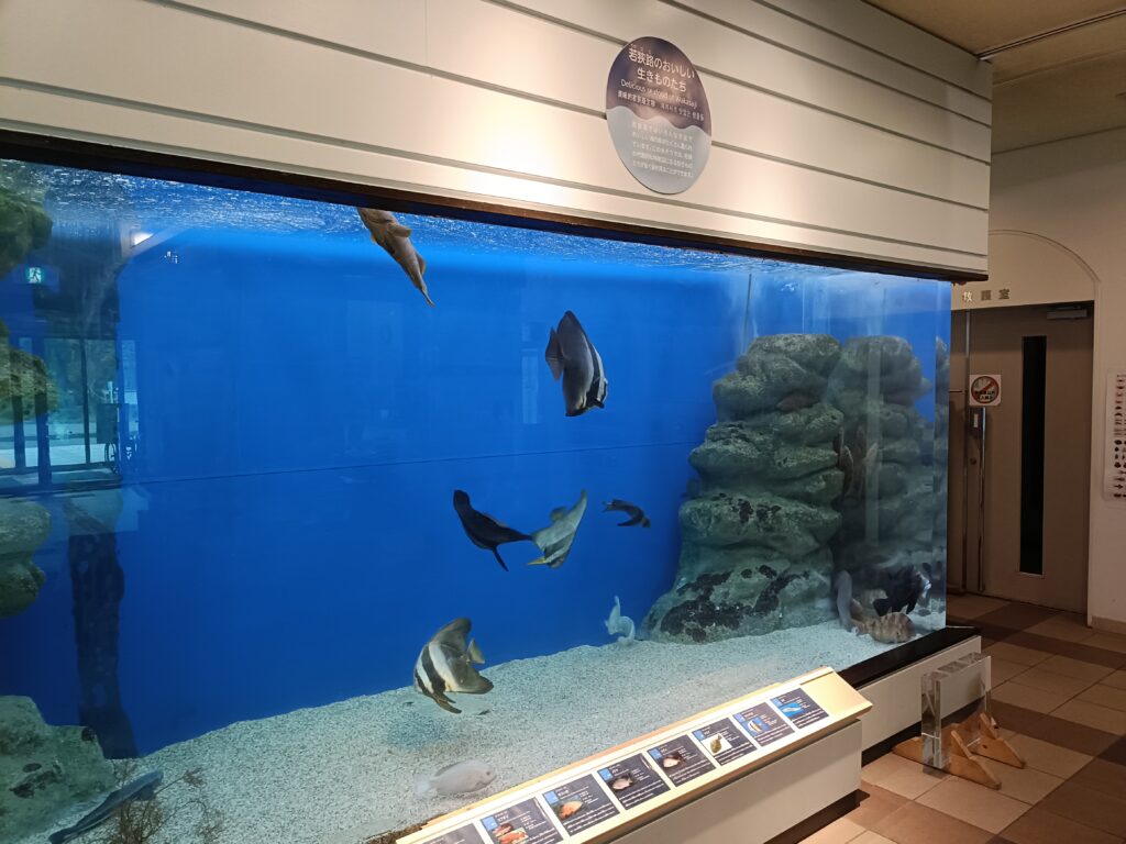 福井県海洋自然センター