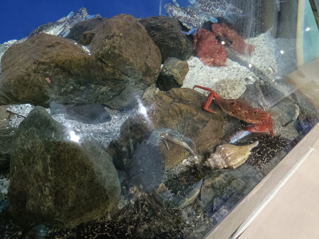 福井県海洋自然センター