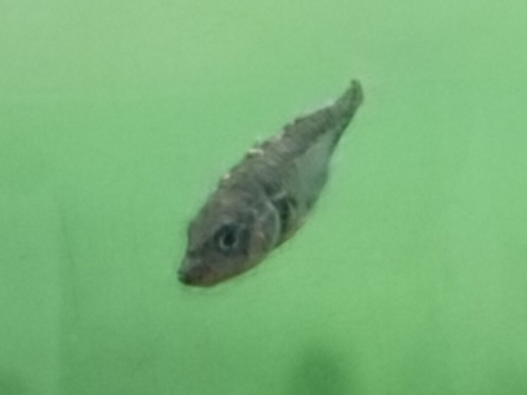 本願清水イトヨの里