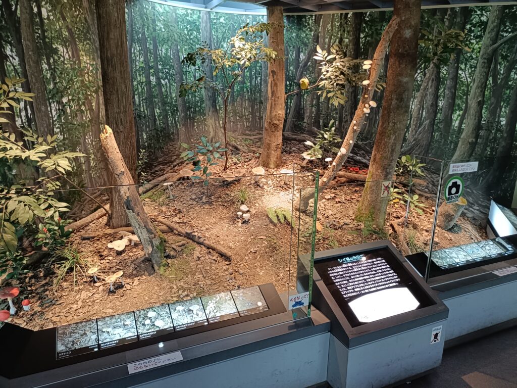 きのこ村