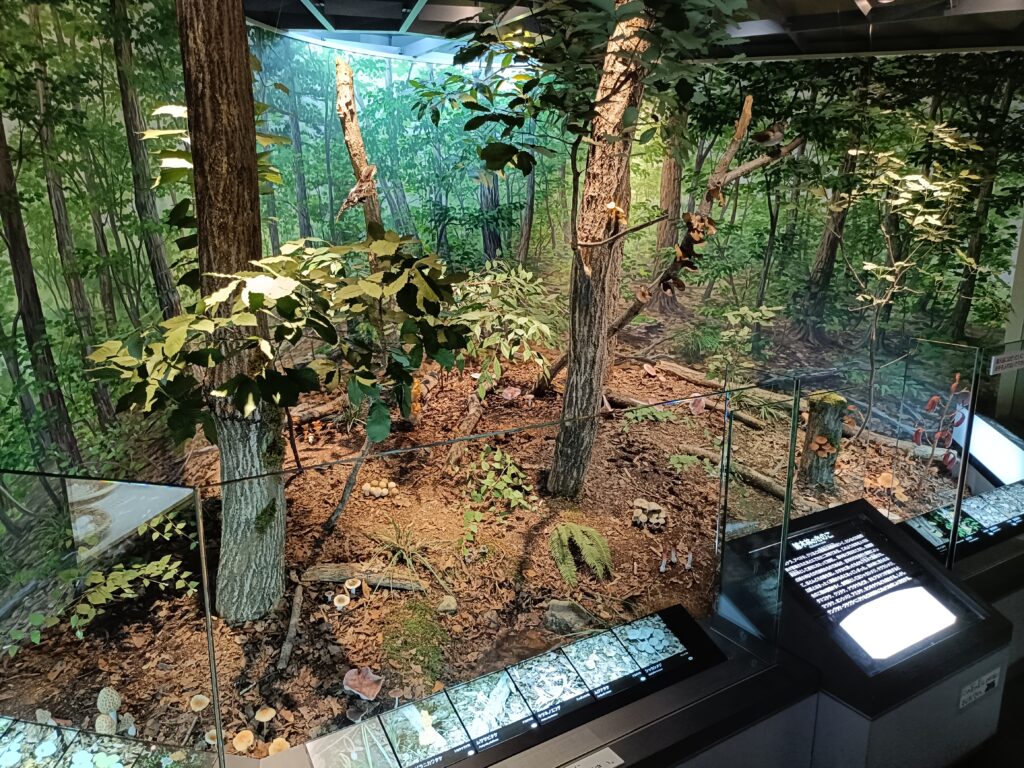きのこ村