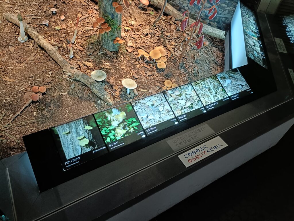 きのこ村
