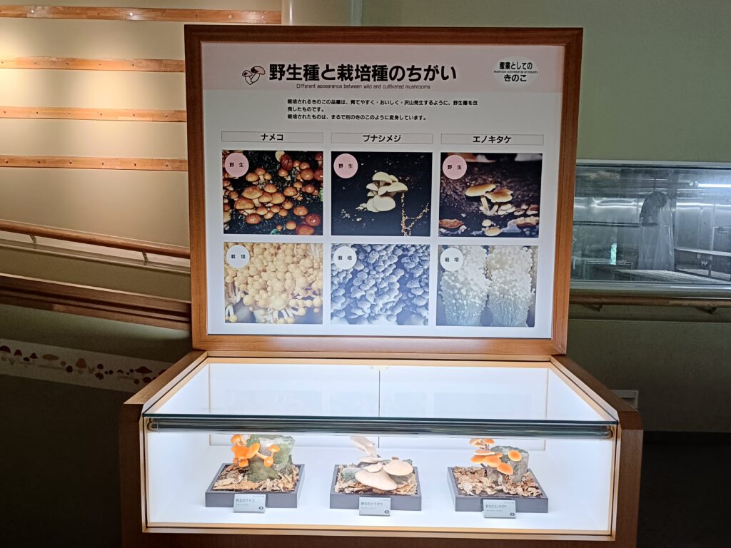きのこ村