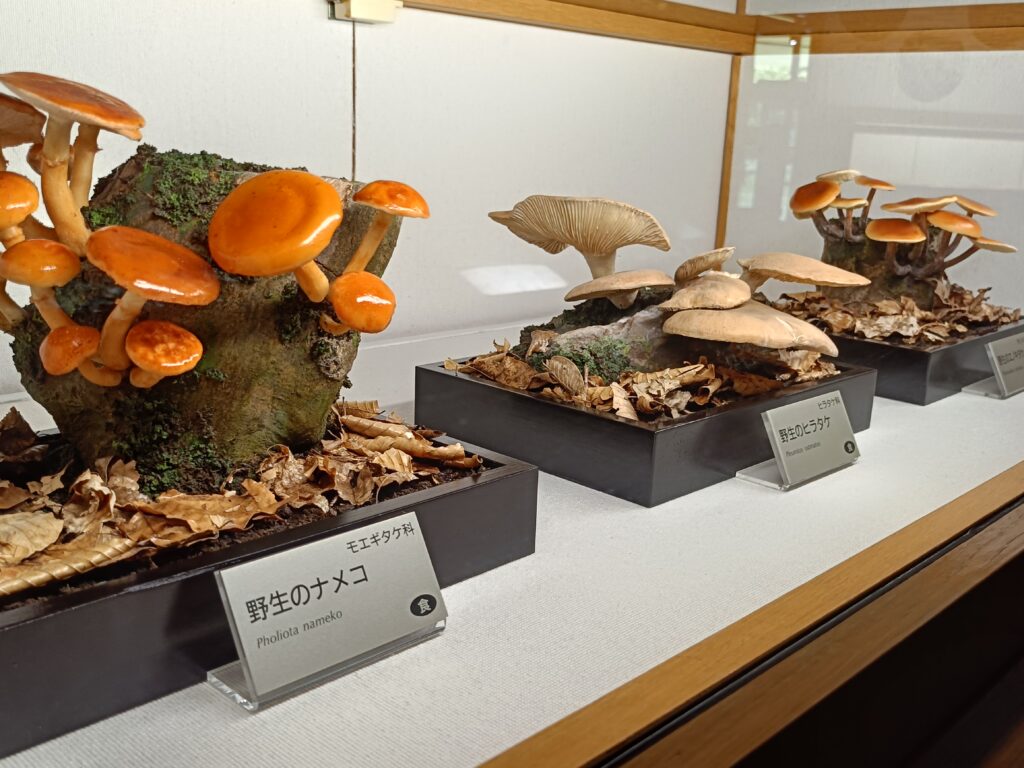 きのこ村