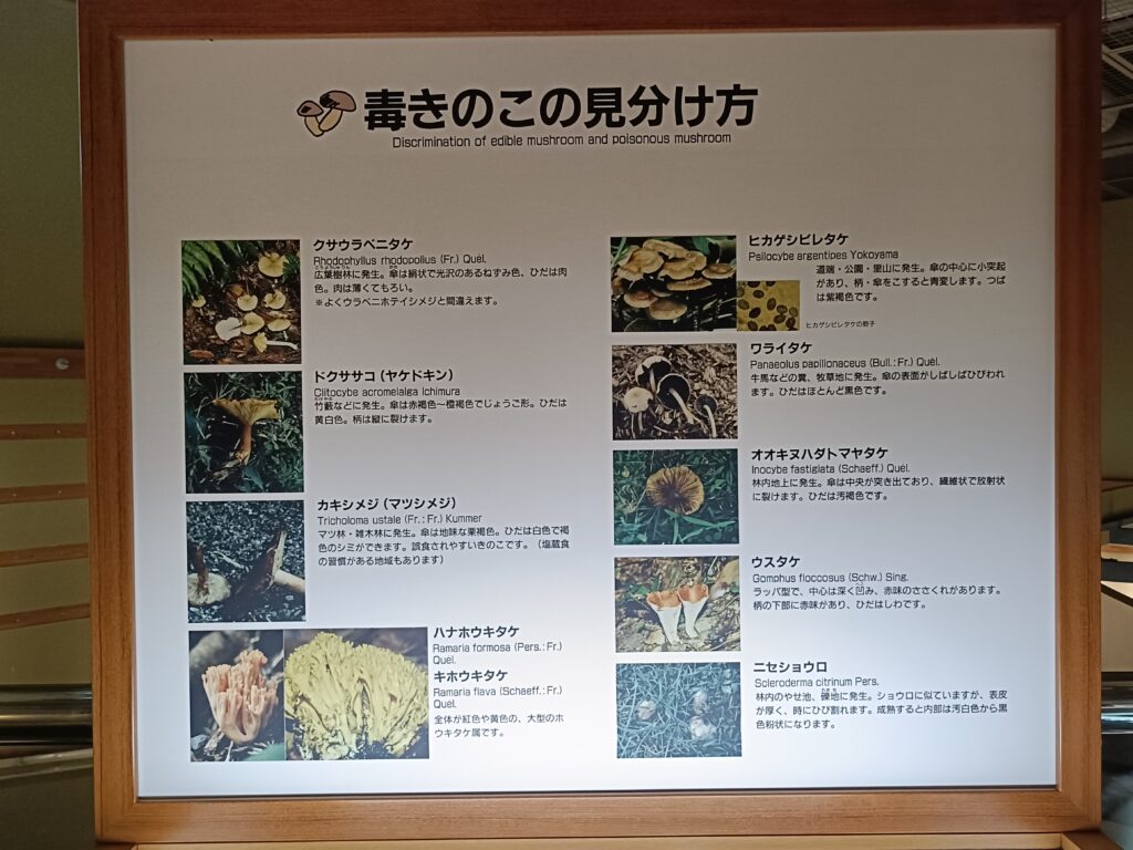 きのこ村