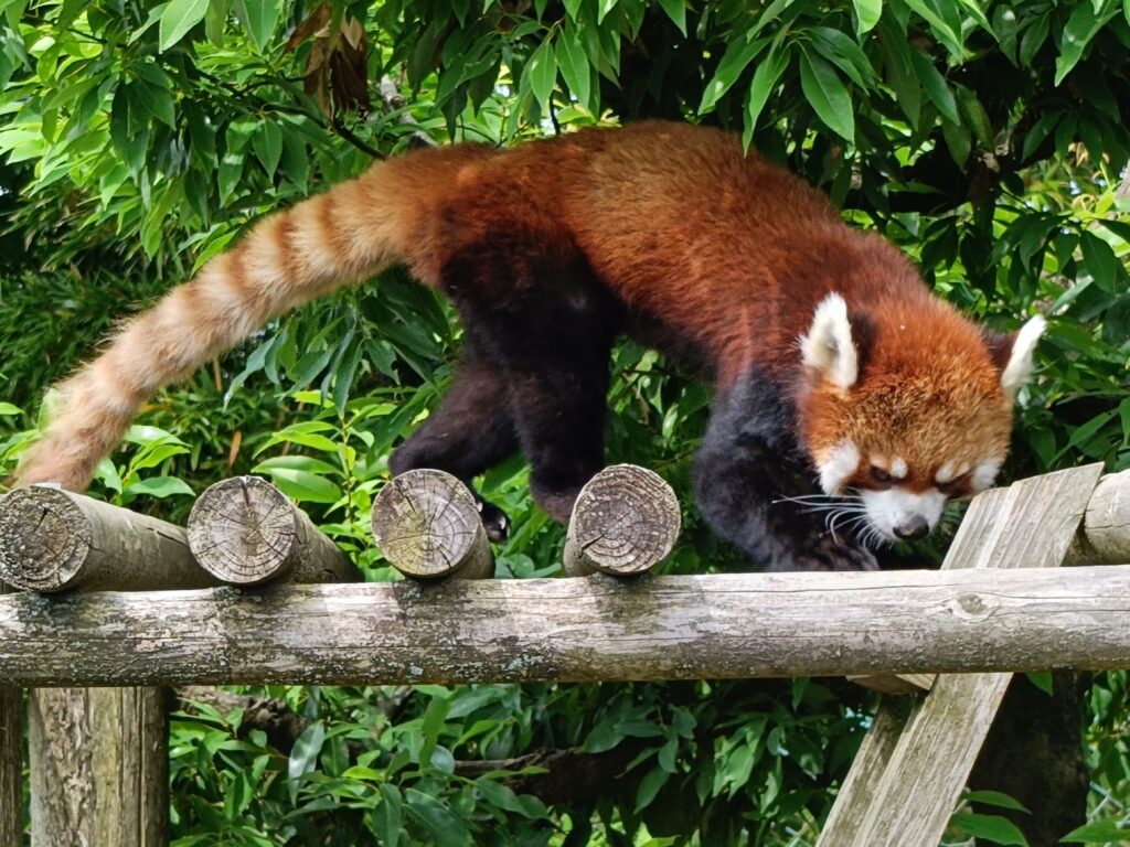 西山動物園