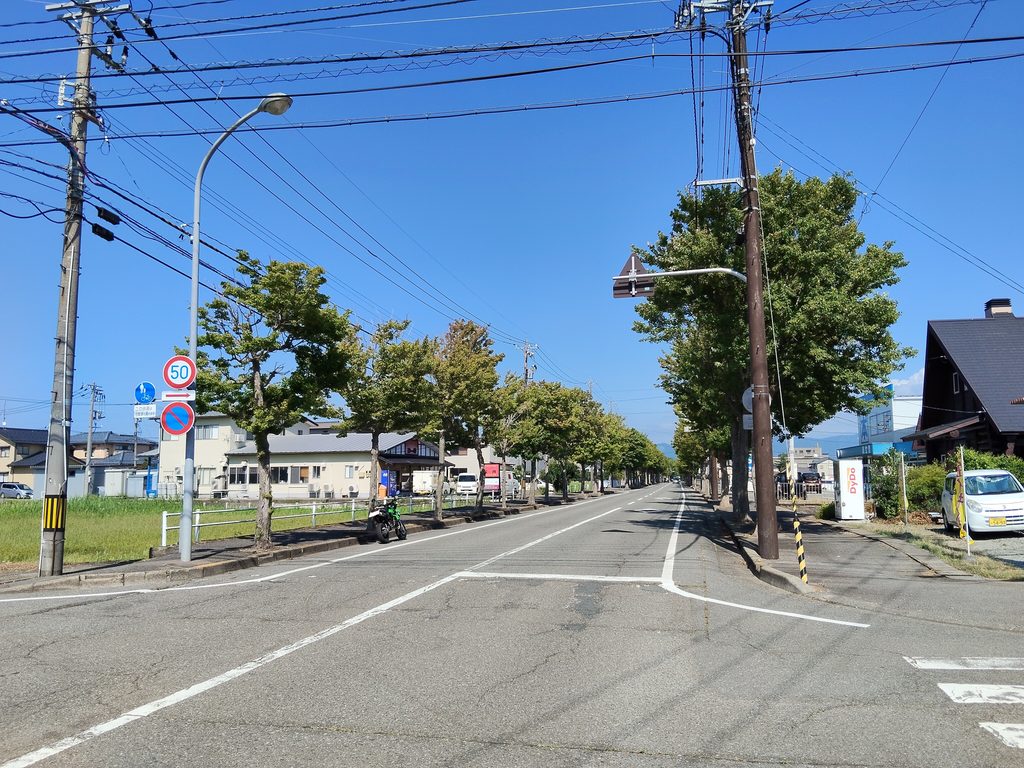 あわらアメリカフウ並木