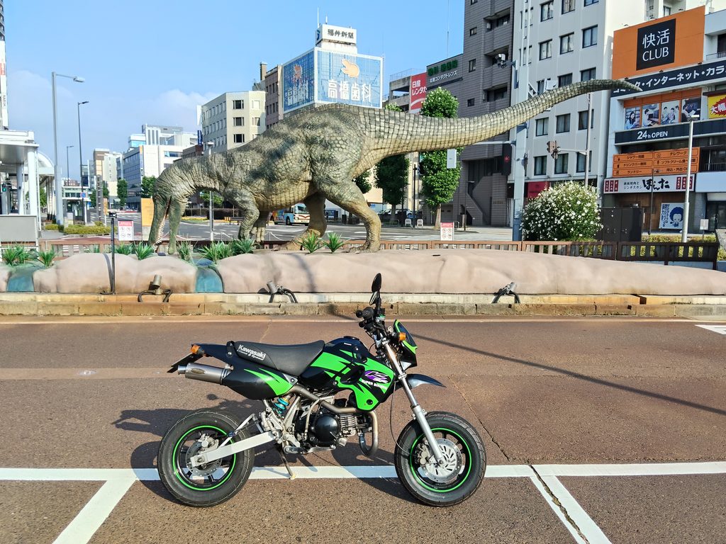 スコミムス テネレンシス