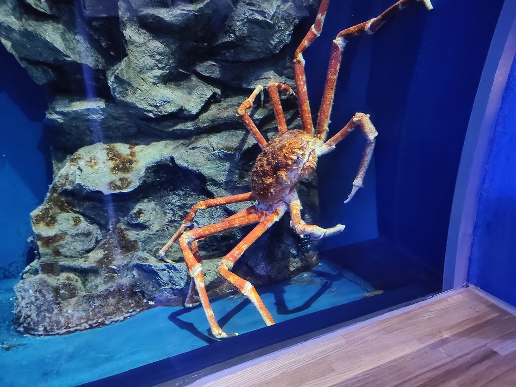 越前がにミュージアム